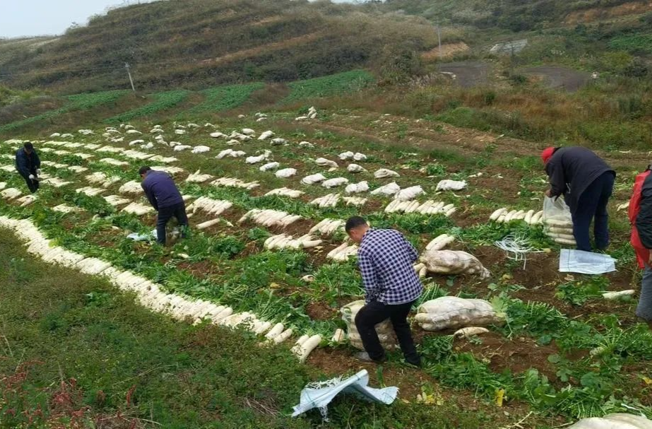 南滩村高山萝卜盼你来尝鲜！