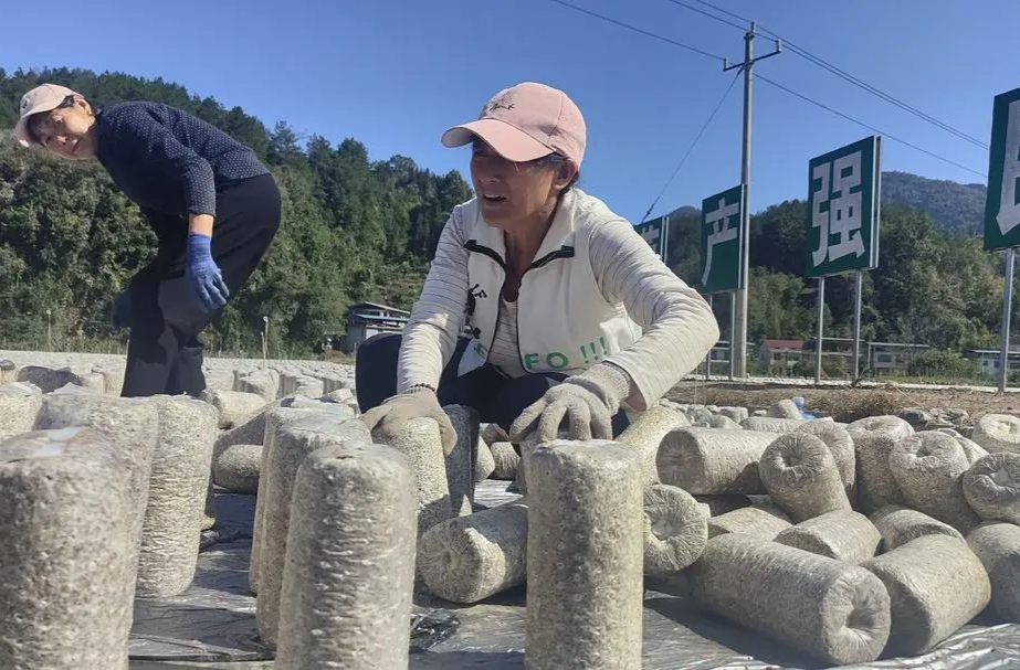 食用菌产销两旺 特色产业助振兴