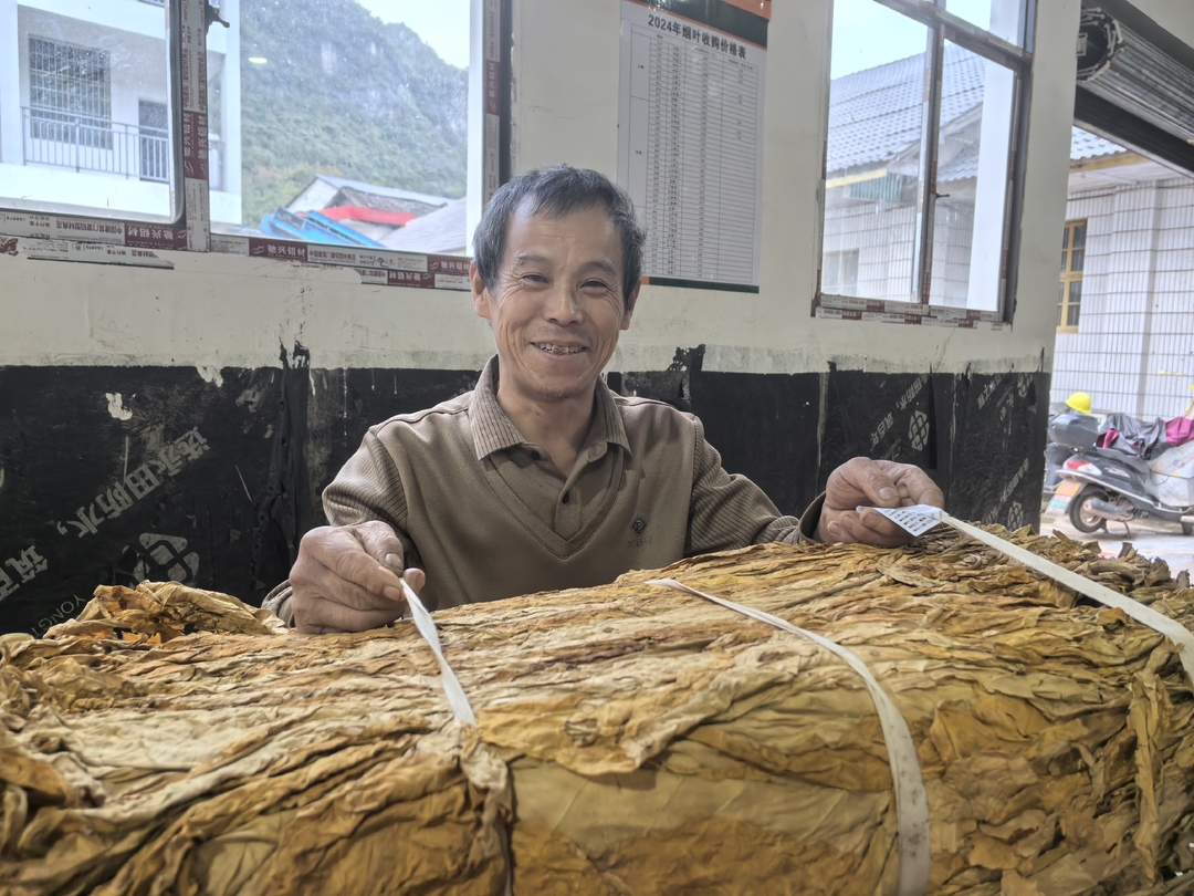 金龙村：金秋时节烟农笑