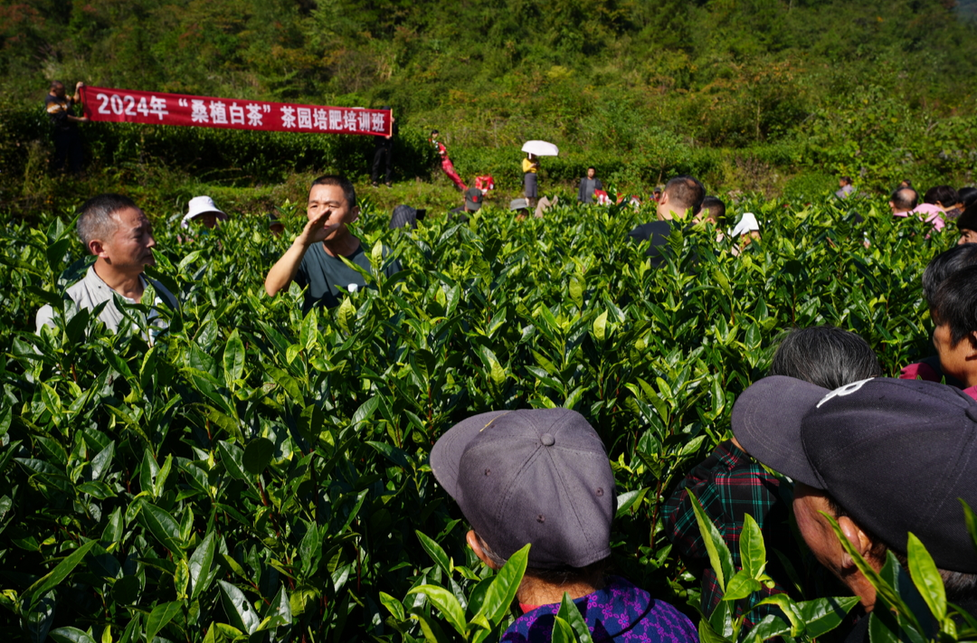白茶培训助力  茶叶产业添彩