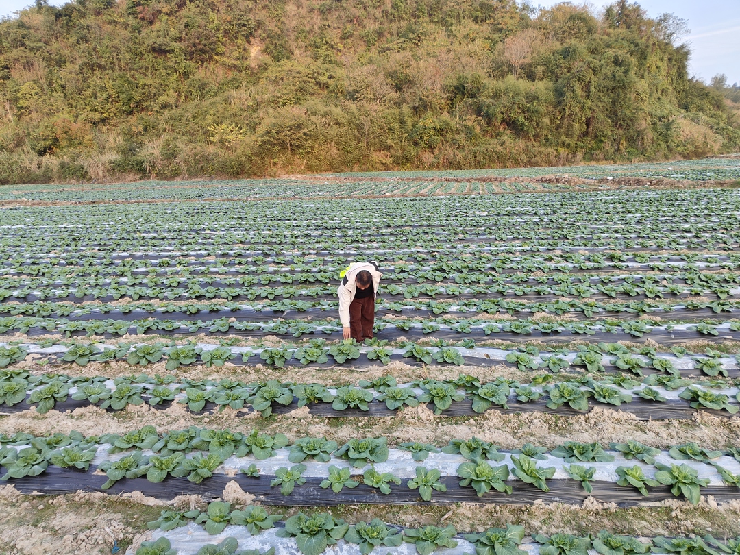 上洞街乡：“烟菜连作”大白菜喜获丰收