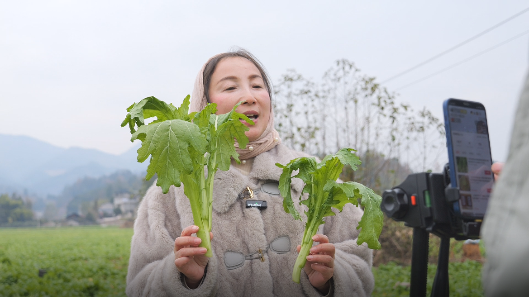 刘家坪白族乡：蔬菜地里芥菜香 群众增收笑脸扬