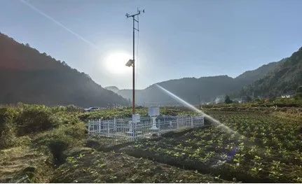 气象赋能桑植白茶 推动品牌发展新征程