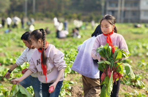 瑞塔鋪小學：汗水澆灌種希望  勞動實踐結碩果