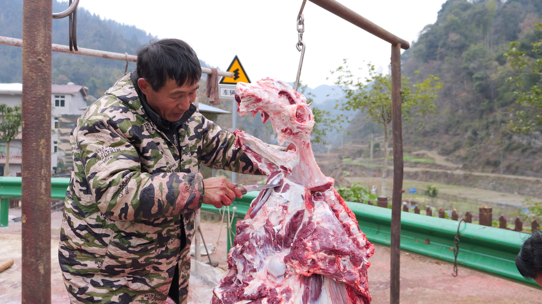 年关近了 瑞塔铺镇芦溪村生态肉牛出栏忙