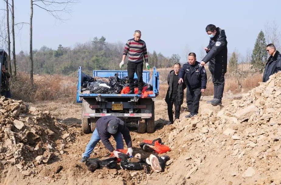 桑植县集中销毁一批野生动物死体及其制品