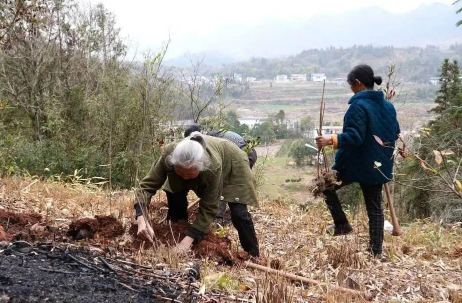 廖家村镇莫家塔村：春种好时节 套种巧生金