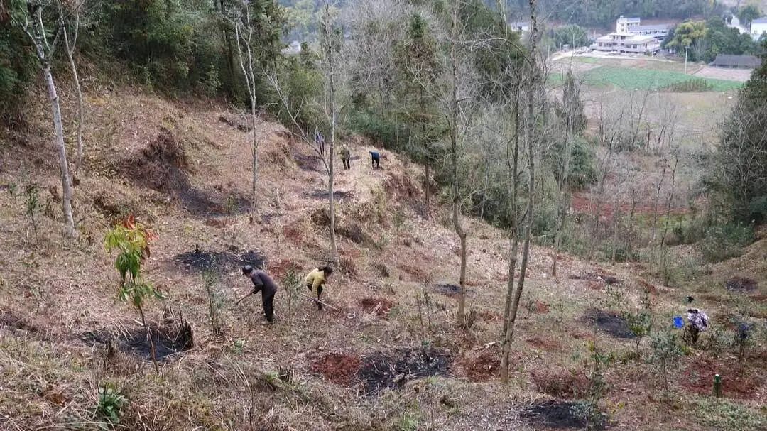 廖家村镇莫家塔村：春种好时节 套种巧生金