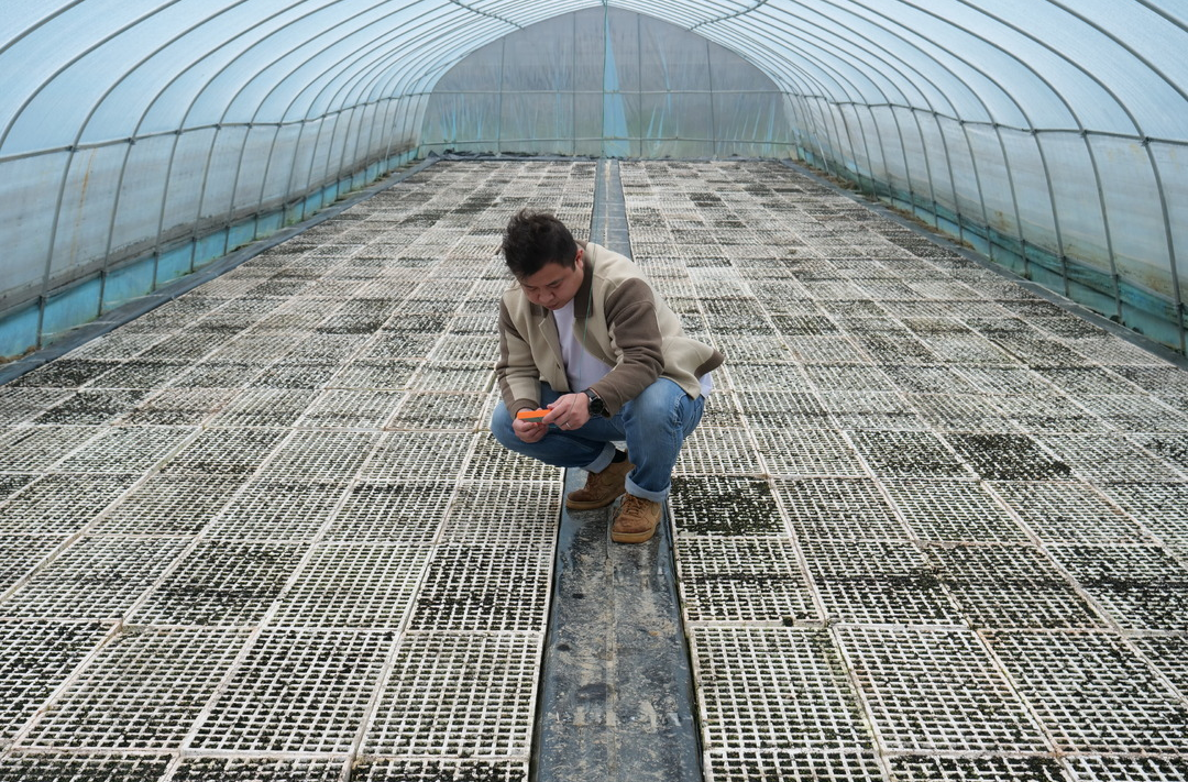 桑植：大棚漂浮育苗 助力3.93万亩烟苗茁壮成长
