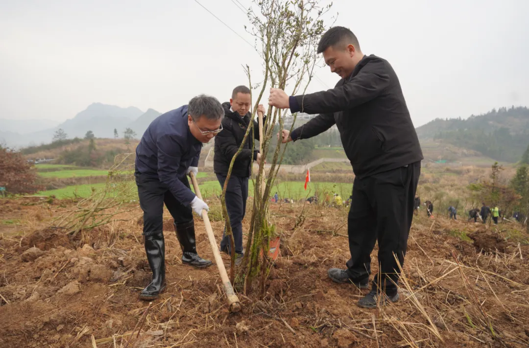 趁春光 添绿意 桑植县开展2025年义务植树活动