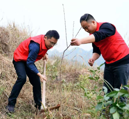 春风又染桑植绿 干群师生共绘生态新卷