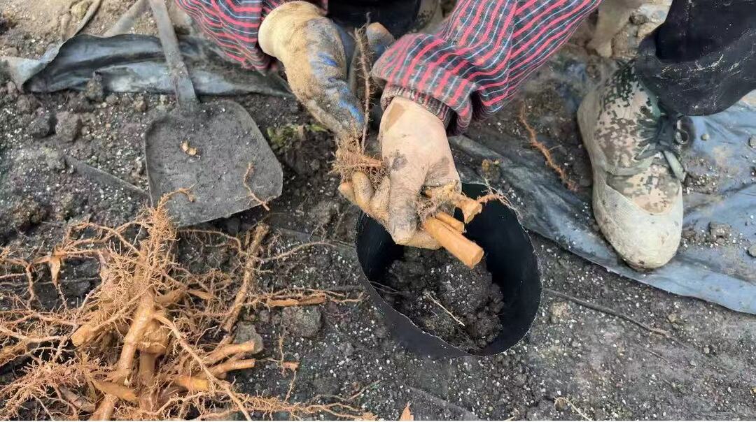 金土地粽叶育苗基地引进新品种 抢抓农时育新苗