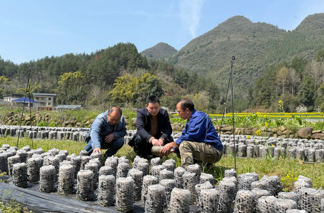 桑植春日记 | 科技赋能 廖家村镇水肥一体化助力乡村振兴
