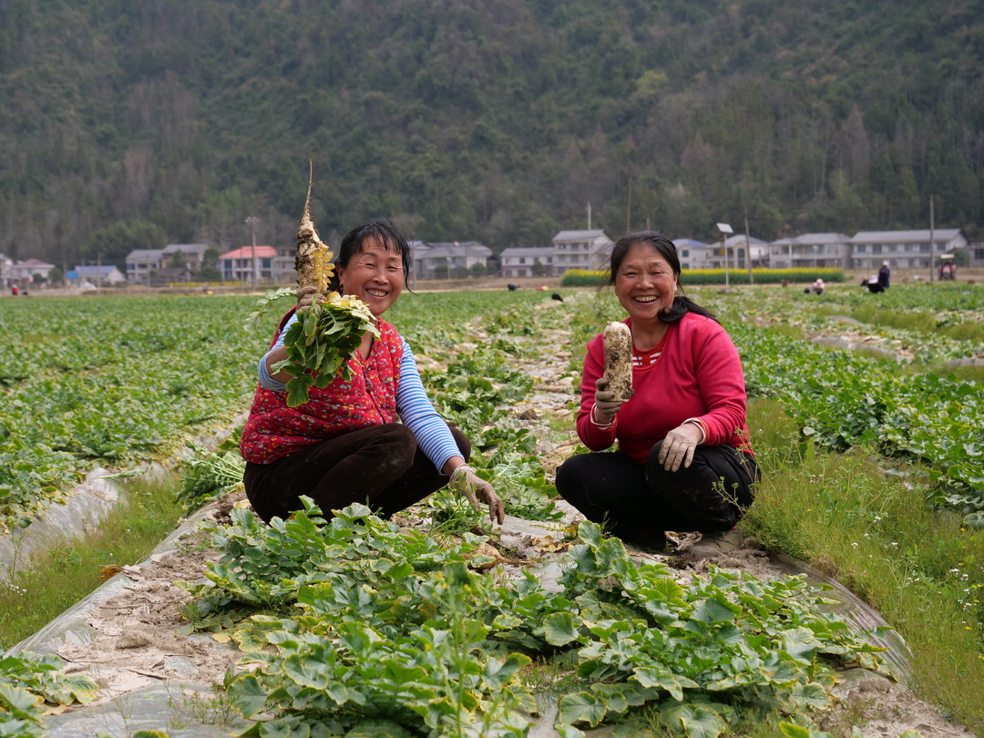 桑植春日记 | 这个村的40亩萝卜丰收啦 还要出口到......