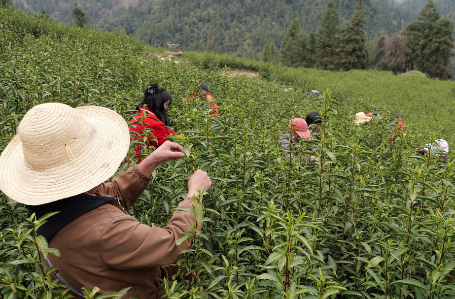 桑植春日记 | 茶园抢抓春耕时 迎来春茶第一采
