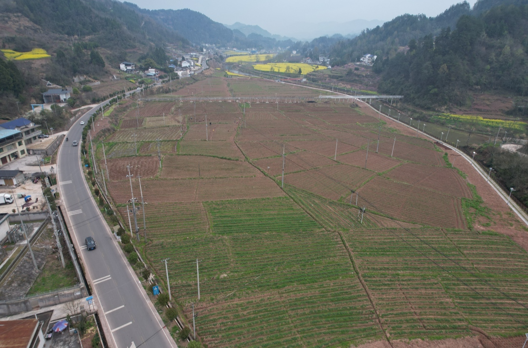 桑植春日记 | 这片示范基地今年土豆亩产冲刺4000公斤！