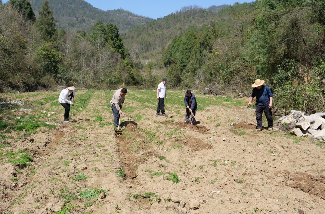 桑植春日记 | 人勤春来早 山间种药忙