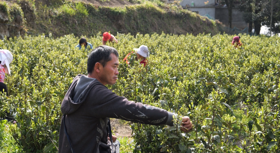 桑植春日记 | 云端明前茶开采 西莲茶业“沏”出乡村振兴新茶香