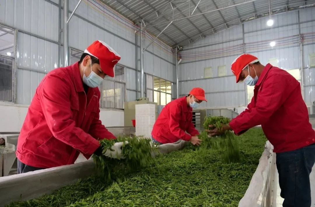 桑植春日记丨头春茶陆续上市 向着百亿产业继续进发