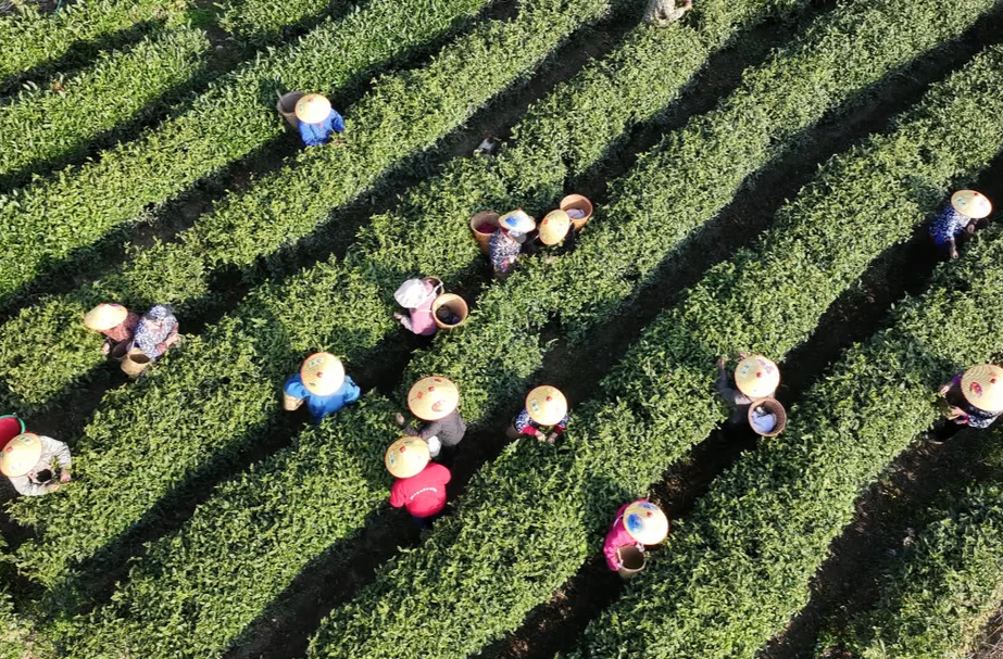桑植春日记丨头春茶陆续上市 向着百亿产业继续进发