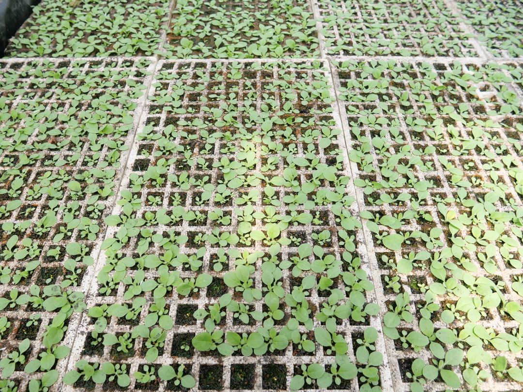 桑植春日记 | 烟苗吐新绿 田间管护忙