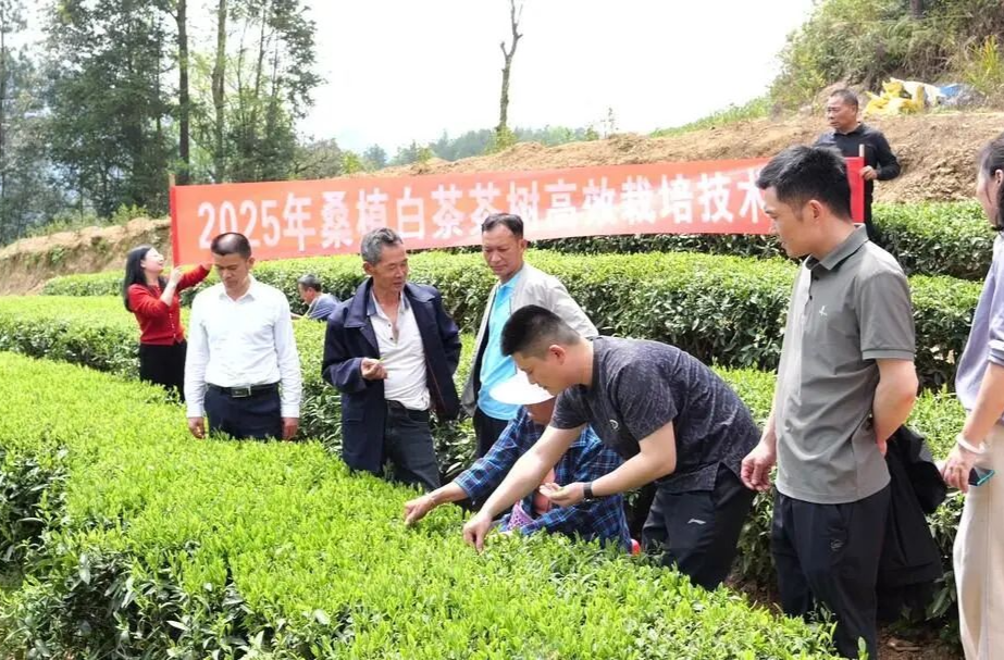 桑植春日记 | 桑植县开展技术培训 助力白茶产业提质增效