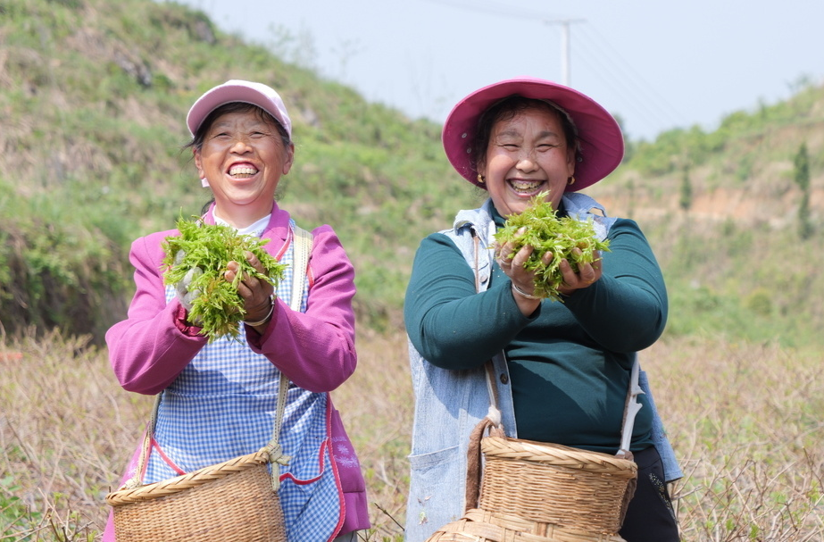 桑植春日记 | 上洞街乡莓茶春采 产业振兴助村民“家门口”增收