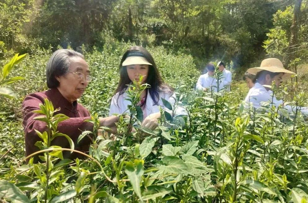 廖家村镇妖气洞村举办高级制茶师暨高级评茶师培训班