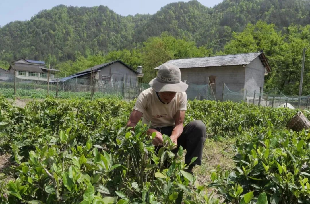 沙塔坪乡：绿叶变“金”叶  叶叶促增收