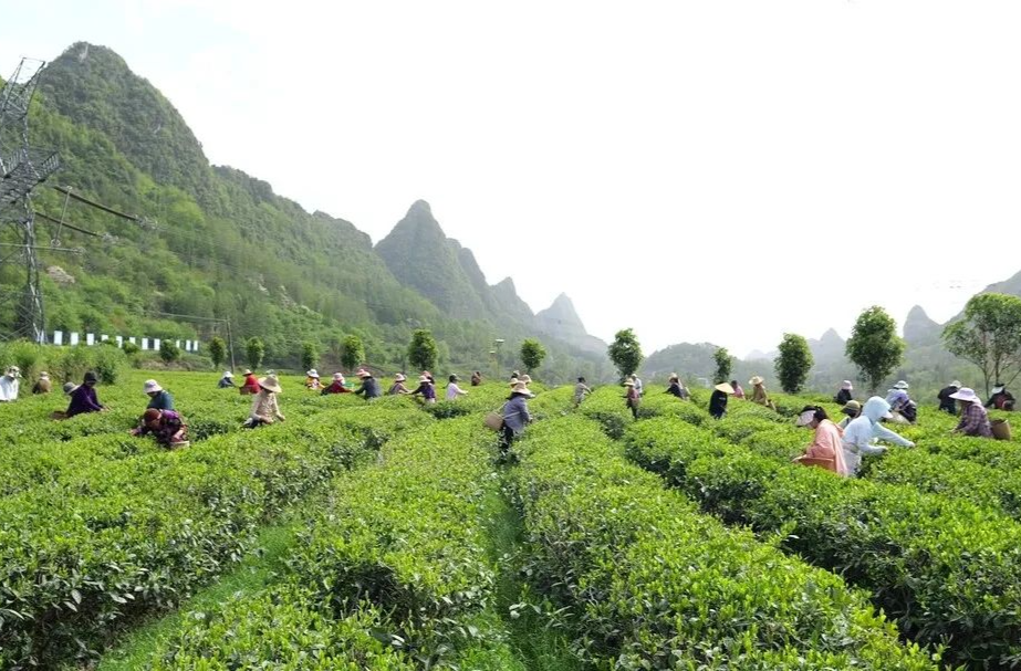 桑植春日记丨一片叶子富一方百姓 看洪家关如何泡开“致富茶”