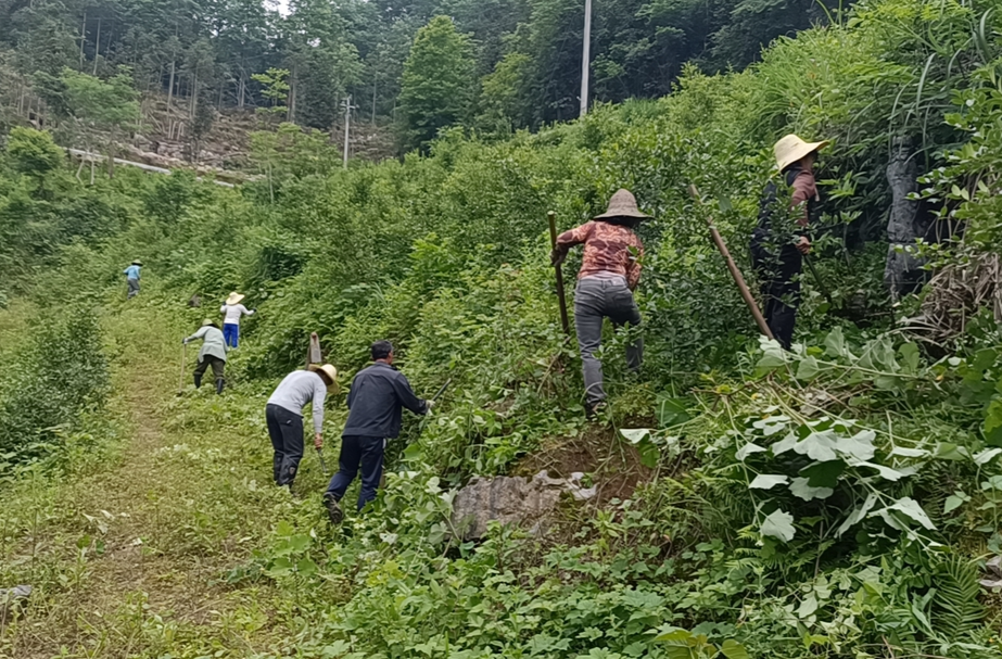 河口乡：油茶低效林改造焕新颜 生态富民双赢谱新篇