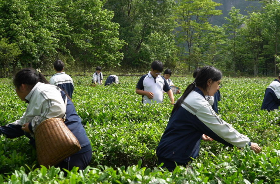 桑植职中：产教融合育匠才 茶香浸润实践路