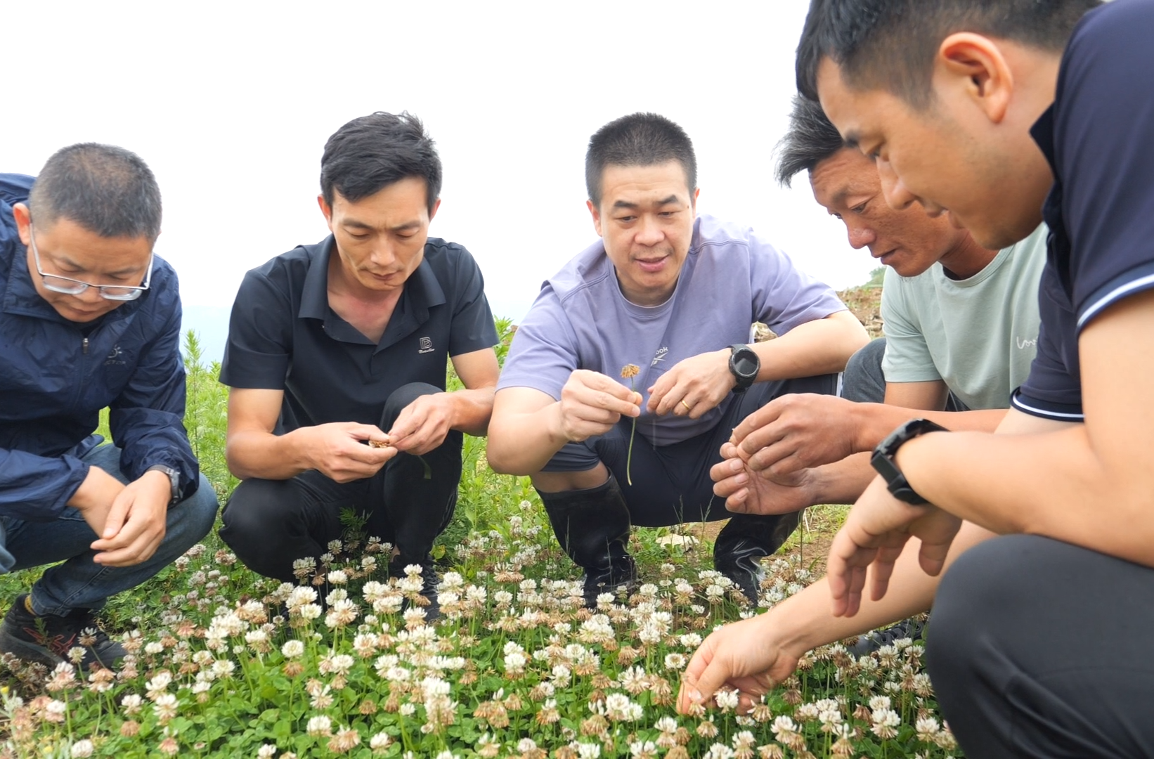 桑植县组织“三区”科技人才团队赴人潮溪镇开展牧草种植试验与技术指导
