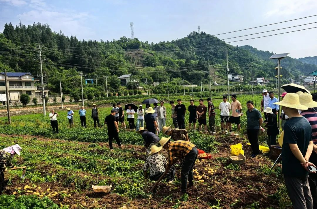 桑植县开展“三一工程”现场观摩 马铃薯亩产突破5700斤
