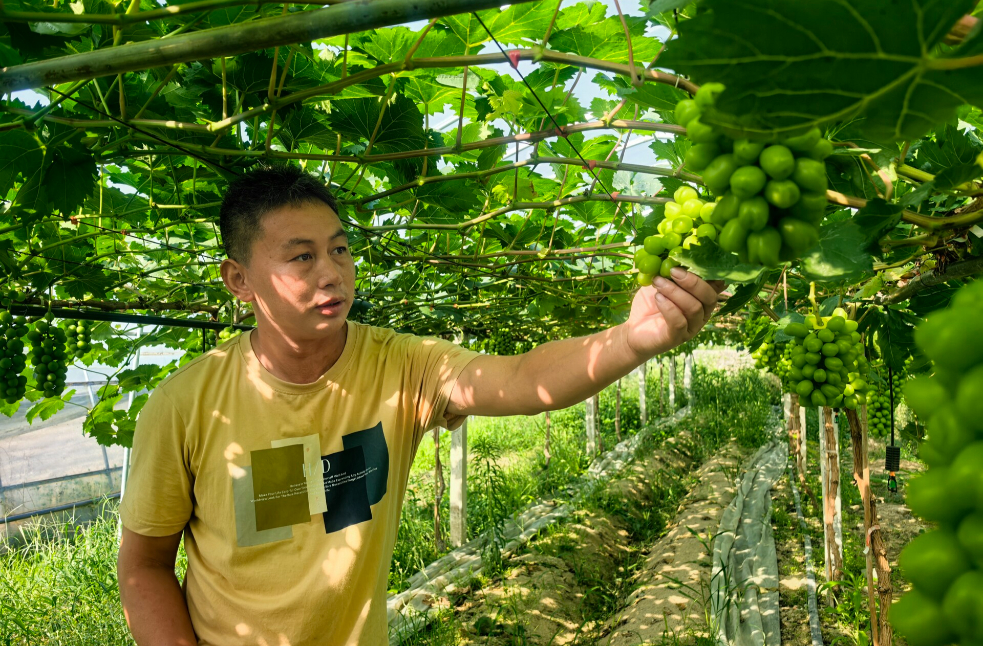 新农人阳桂湖：从单一种植到多元发展 开启“甜蜜配送”新模式