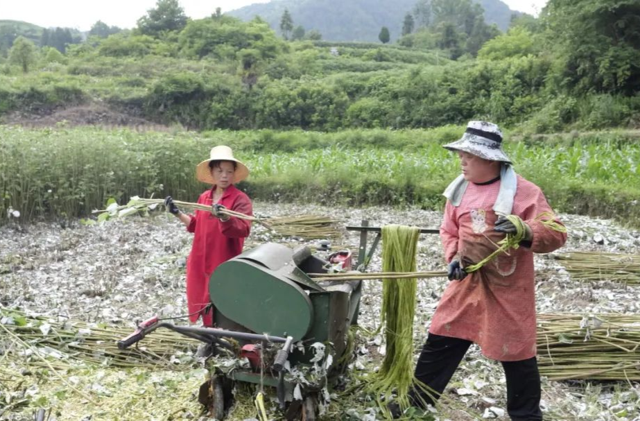 苎麻丰收 铺就松柏村富民路