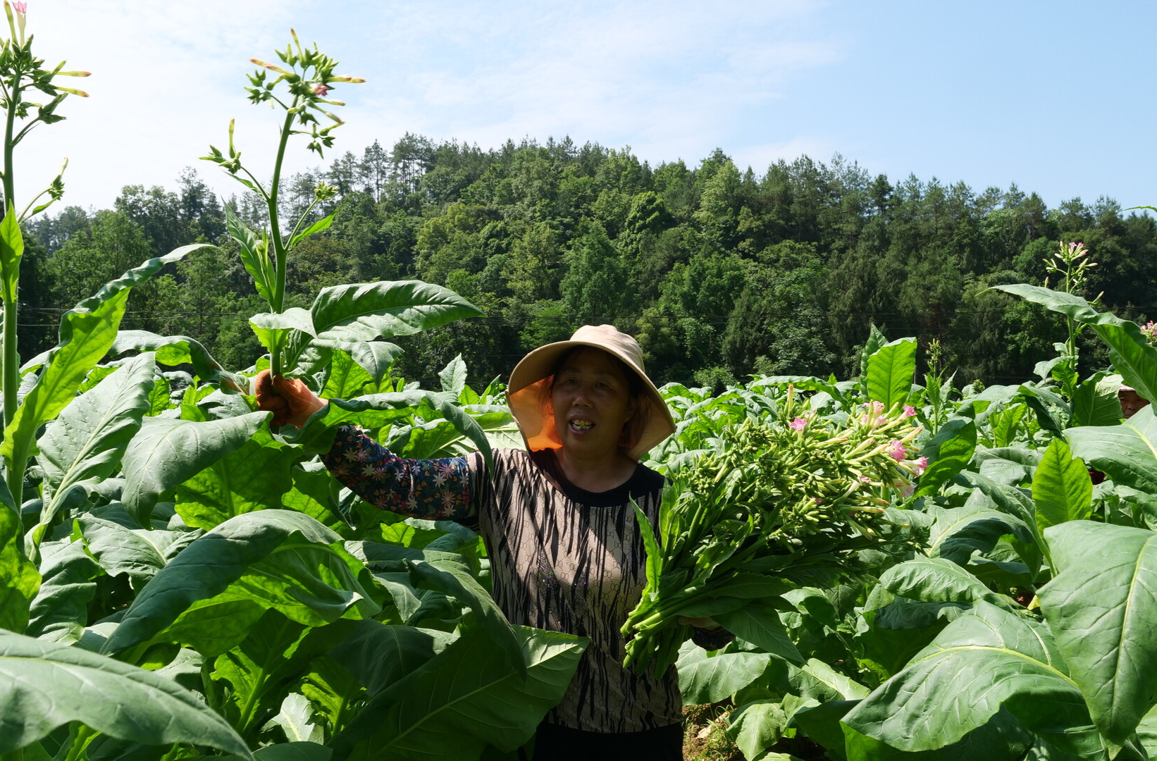 打顶抹杈忙管护 烟叶产业“丰”景在望