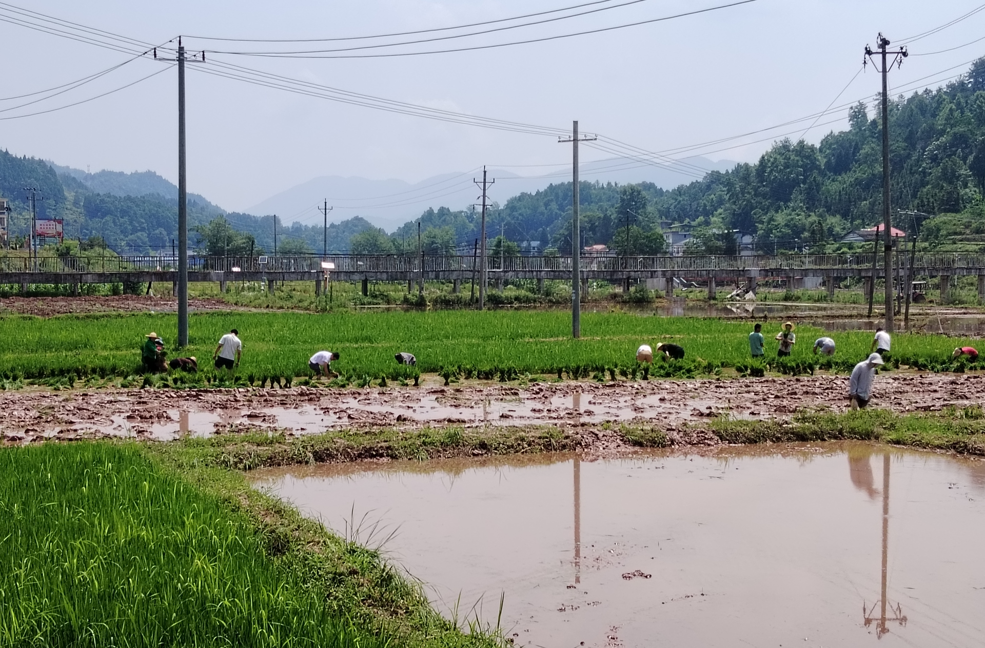 芙蓉桥白族乡：破茧成蝶育新苗 乡村振兴添“矫”色