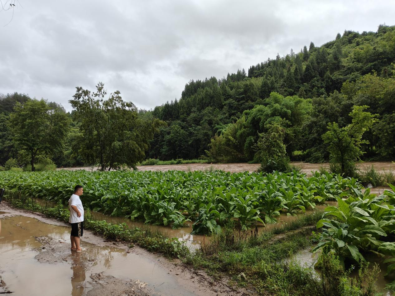 桑植干群同心战洪魔 田间地头打响生产自救攻坚战