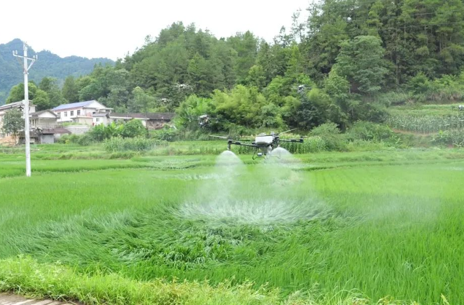 科技助力災(zāi)后復(fù)產(chǎn) 桑植縣啟用無(wú)人機(jī)為水稻“護(hù)航”