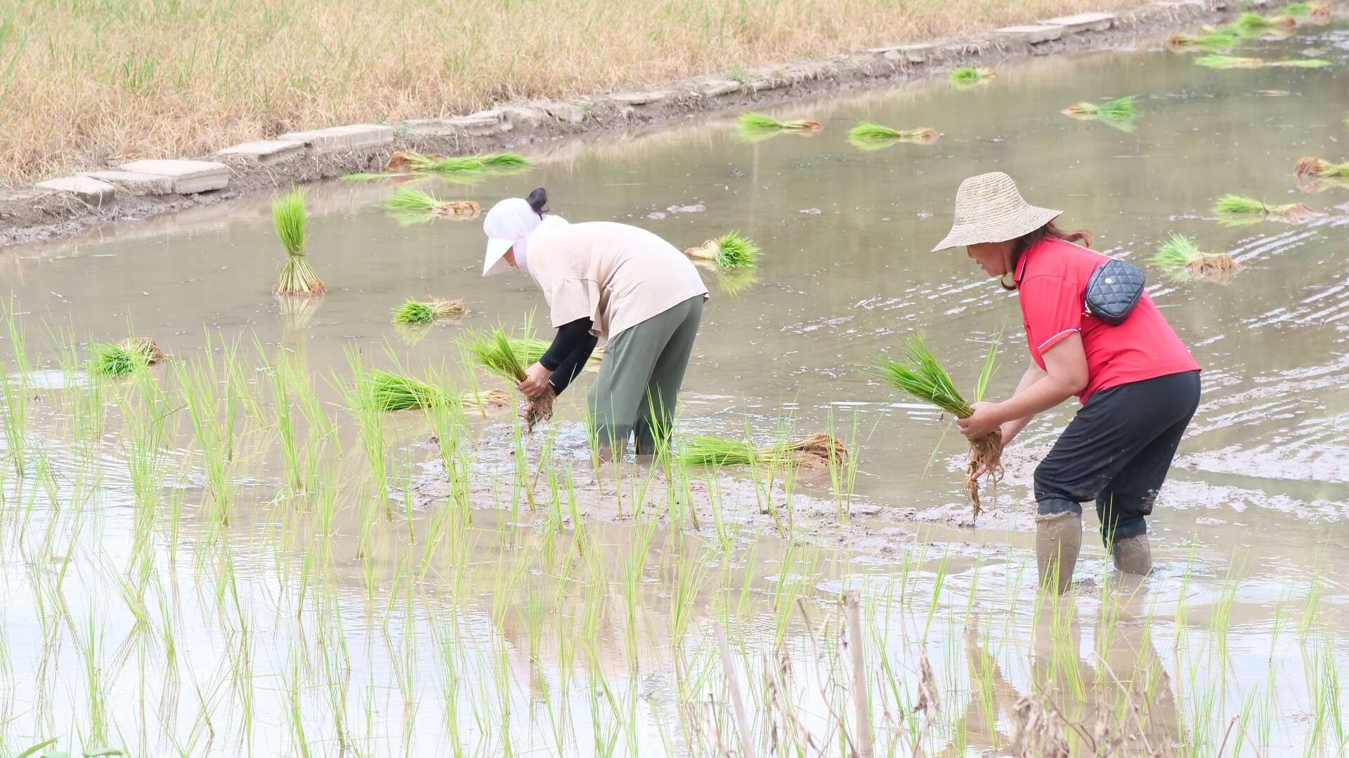 桑植县：争分夺秒抢种补种 全力挽回农业损失