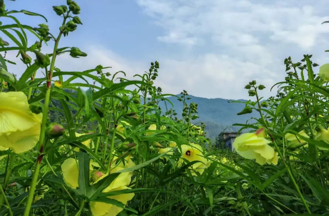 上河溪鄉(xiāng)：黃蜀葵開(kāi)出“致富花” 多元化產(chǎn)業(yè)鋪就增收路