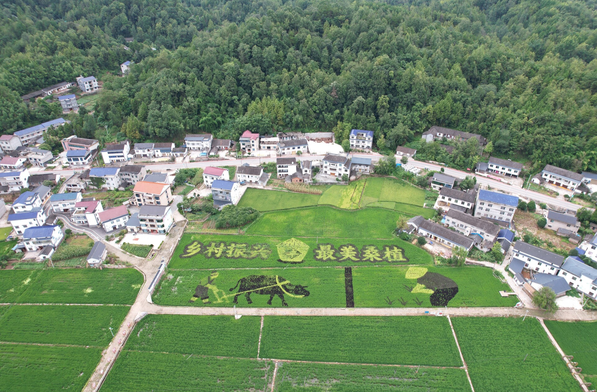桑植：五彩稻田浪舞秋風(fēng) 繪就生動(dòng)田園畫卷