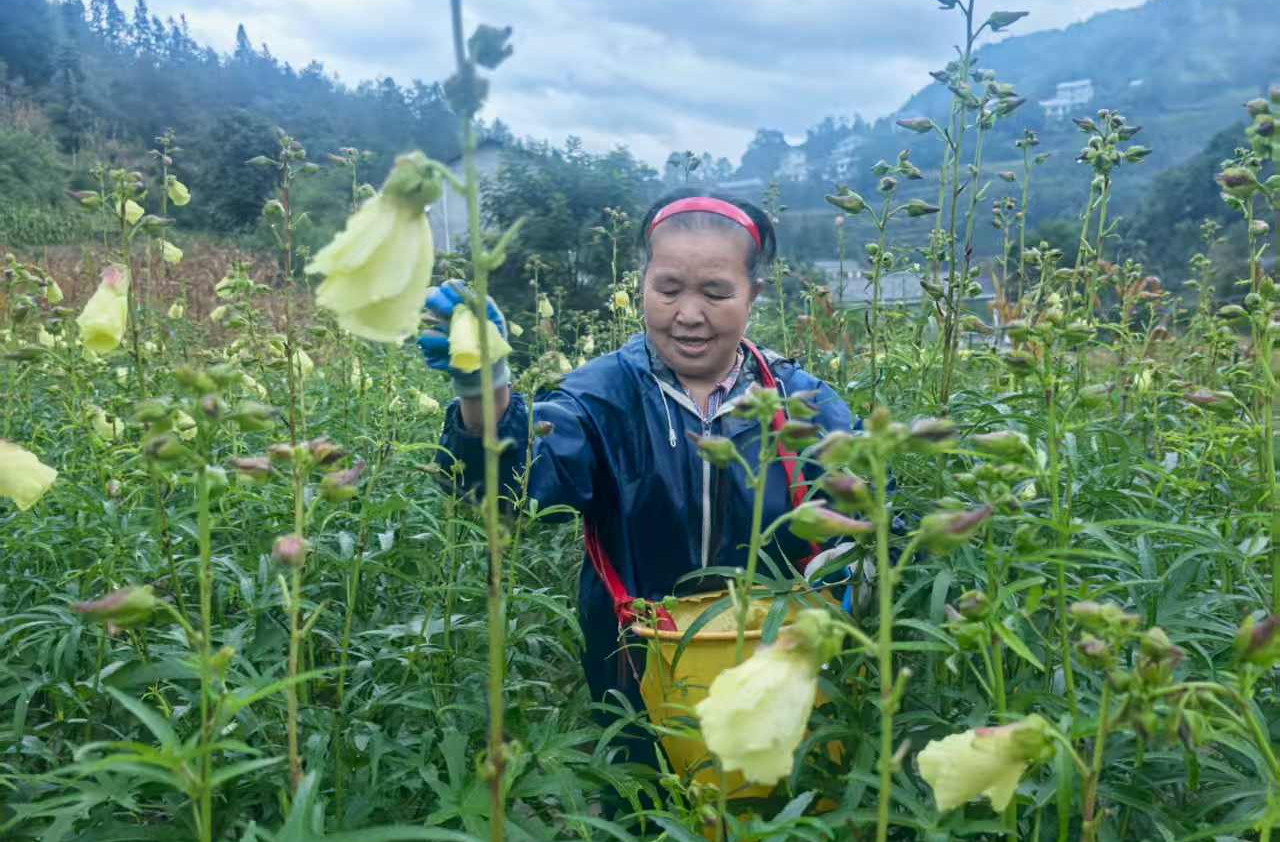 沙塔坪乡青龙村：黄蜀葵产业助农增收显成效