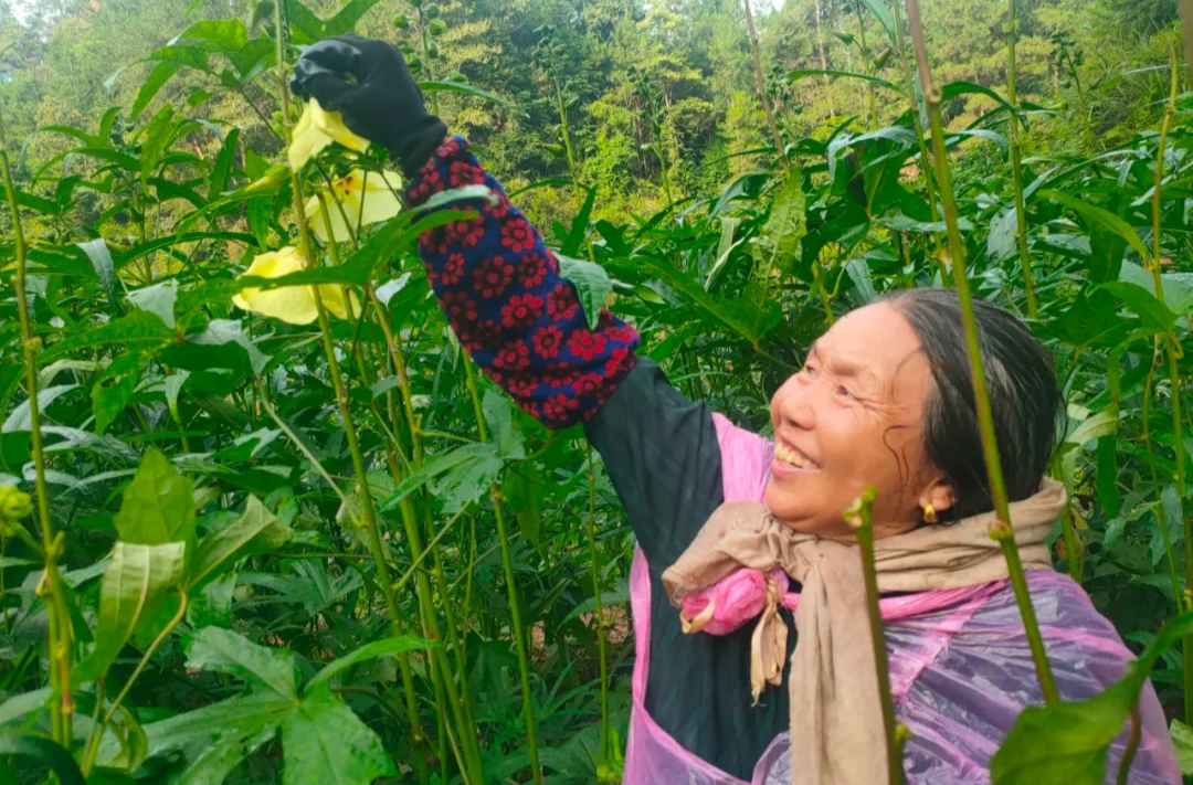 空殼樹鄉(xiāng)：黃蜀葵叩開致富門 分紅場(chǎng)里笑聲甜