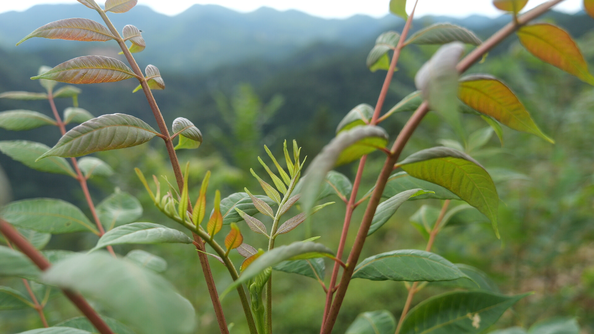洪家关白族乡小埠头村：林下套种绘新景 产业发展添活力