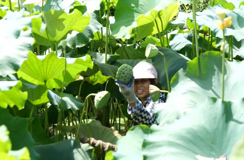 百畝荷田采摘季 蓮子豐收正當(dāng)時(shí)
