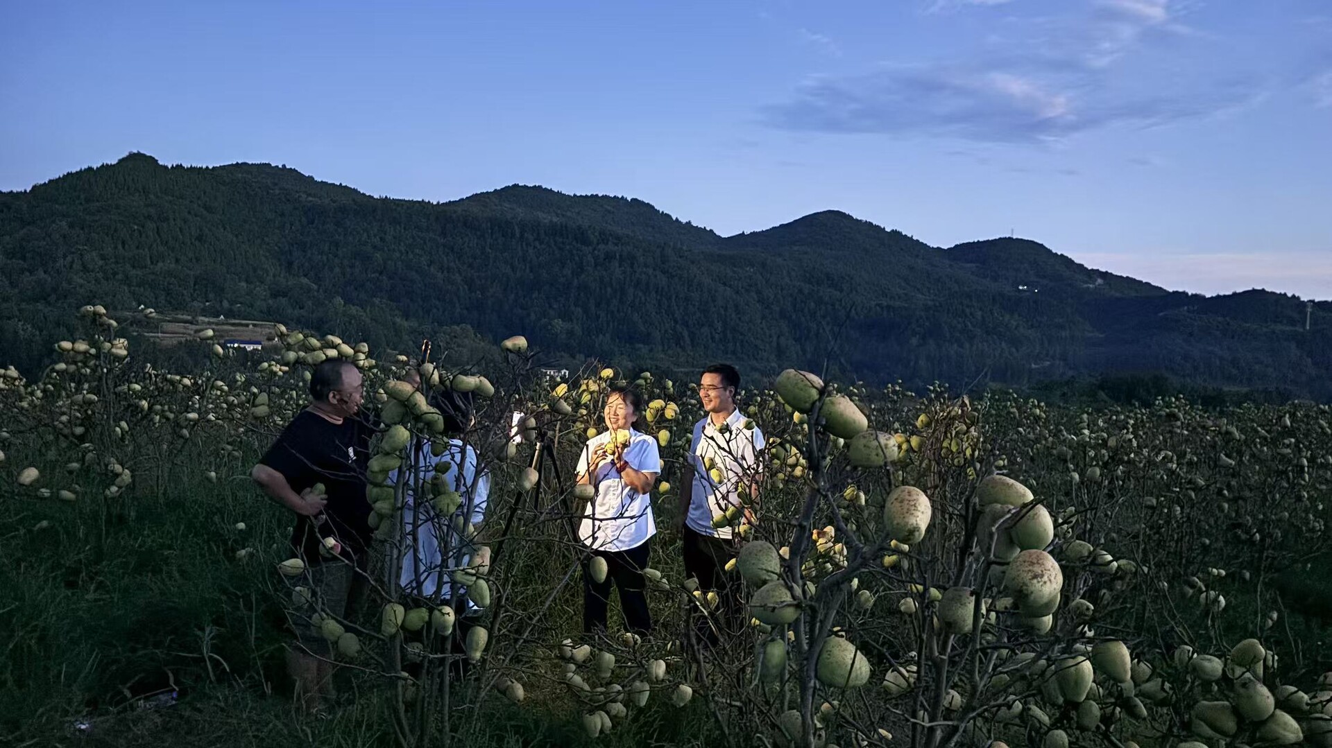 木瓜大丰收却遇滞销 多方联动为果农纾困