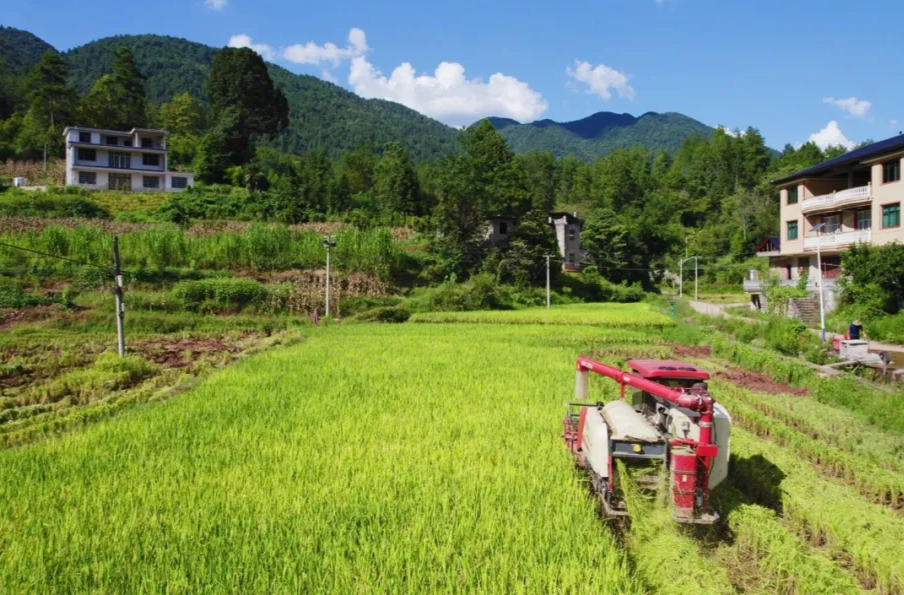 效率提升20倍！谷羅山合作社機(jī)械化“一條龍”助農(nóng)輕松種田