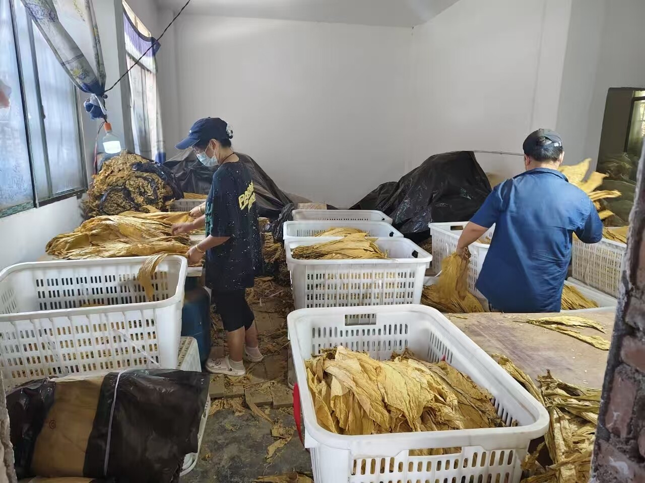 团结村烟农喜获丰收 “外引内育”促发展